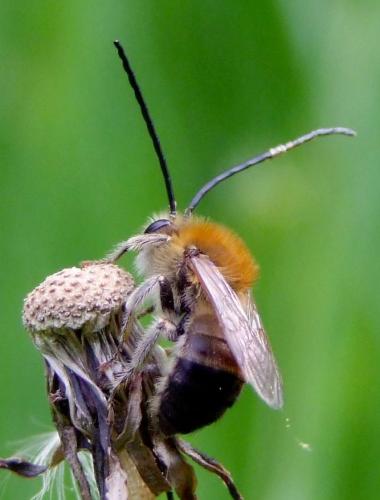 Eucera nigrescens