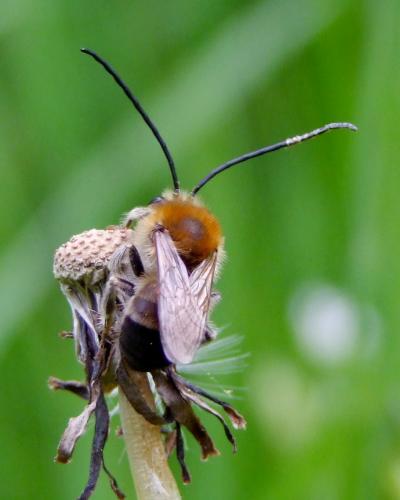 Eucera nigrescens