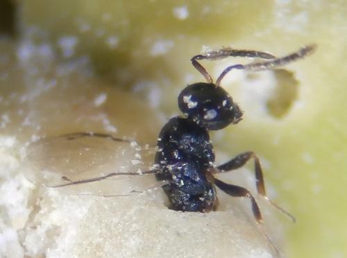 Lariophagus distinguendus