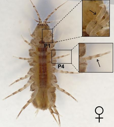Asellus aquaticus