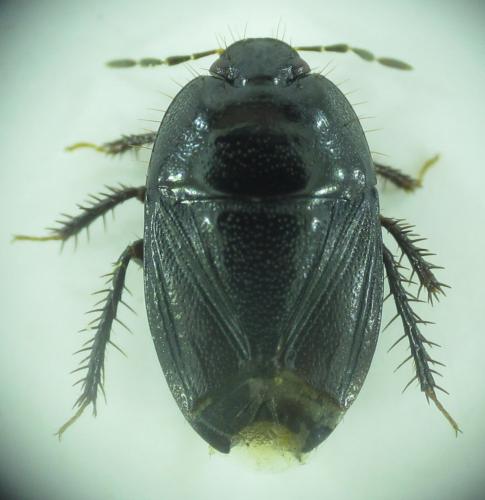 Geotomus brunnipennis