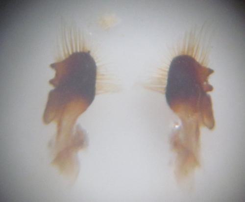 Geotomus brunnipennis