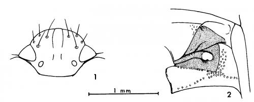 Réf. 159 610 : Fromundus pygmaeus