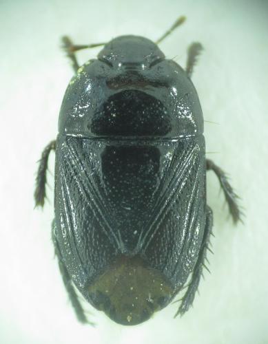 Réf. 159 369 : Geotomus elongatus