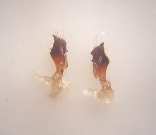 Réf. 159 370 : Geotomus elongatus