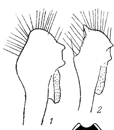 Geotomus divers
