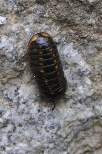 Glomeris valesiaca