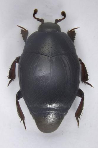 Gnathoncus communis