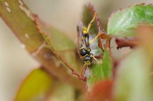Réf. 159 645 : Gorytes laticinctus