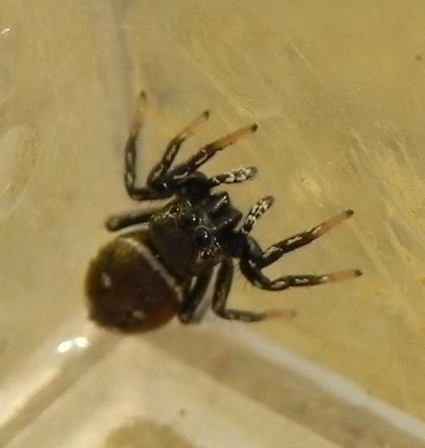 Heliophanus kochii