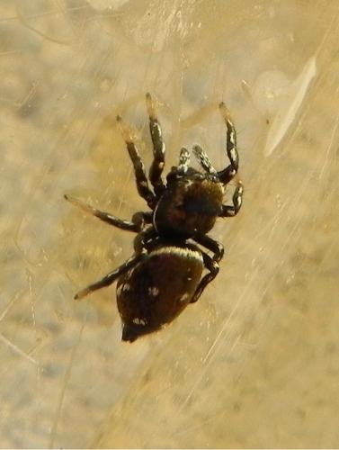 Heliophanus kochii