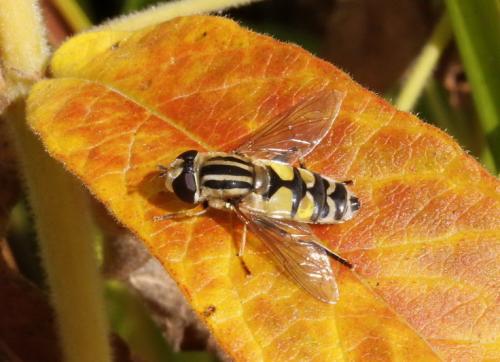 Réf. 159 039 : Helophilus trivittatus