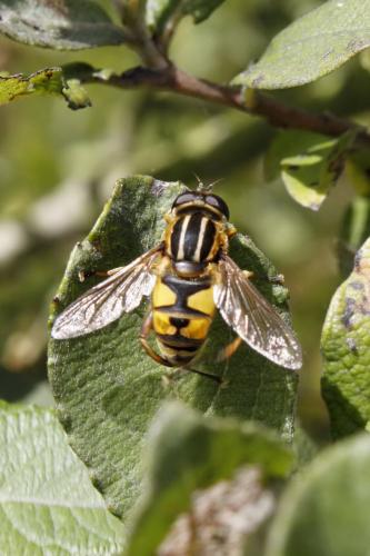 Réf. 159 038 : Helophilus pendulus
