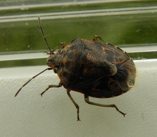 Réf. 159 937 : Holcogaster fibulata
