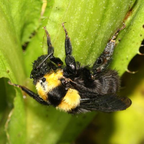 Bombus argillaceus