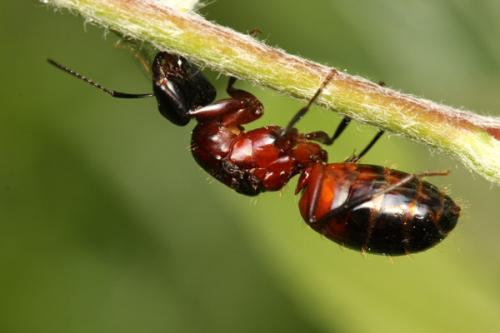 Réf. 159 034 : Camponotus ligniperda