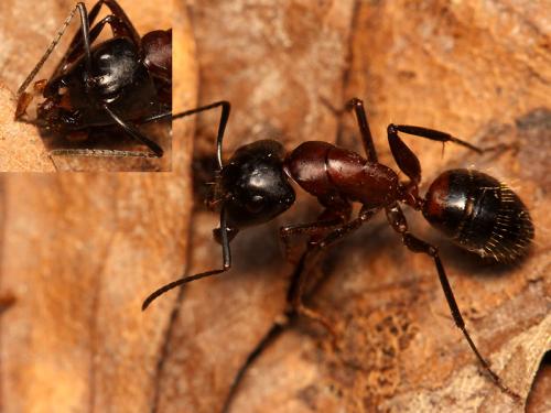 Réf. 159 080 : Camponotus ligniperda