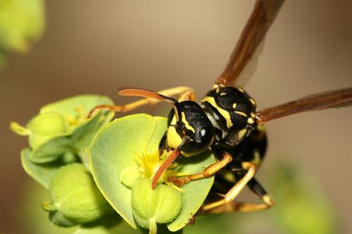 Polistes dominula