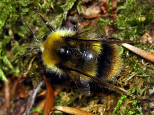 Réf. 159 663 : Bombus pratorum