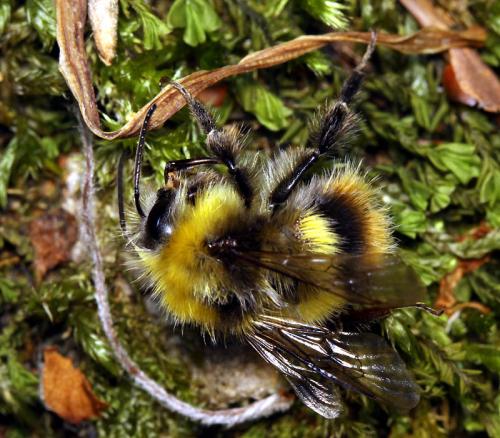 Réf. 159 664 : Bombus pratorum