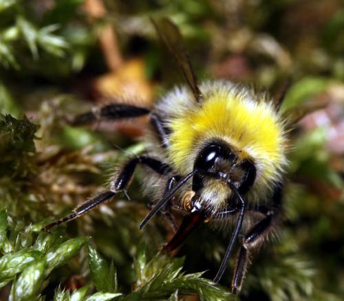 Réf. 159 665 : Bombus pratorum