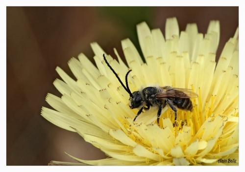 Eucera sp.