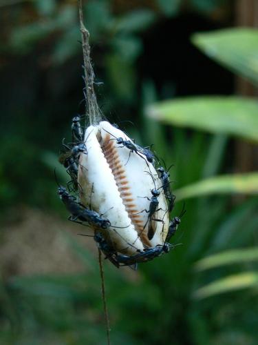 Chalybion madecassum