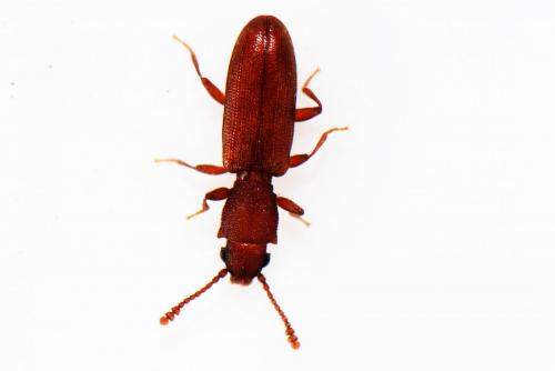 Silvanus unidentatus
