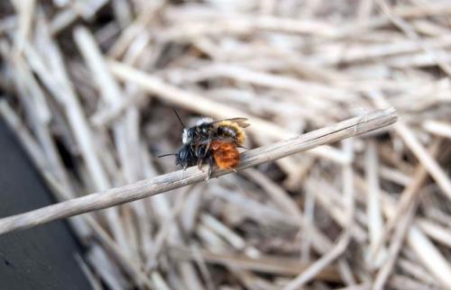 Osmia cornuta