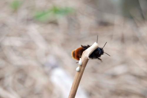 Osmia cornuta