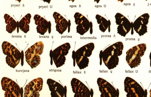Araschnia levana