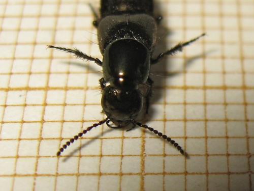 Philonthus splendens