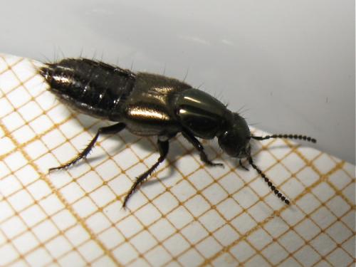Philonthus splendens