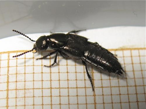 Philonthus splendens