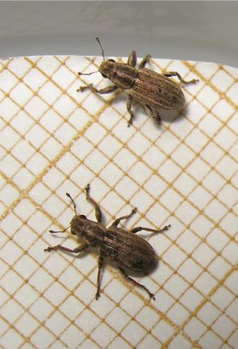 Sitona striatellus