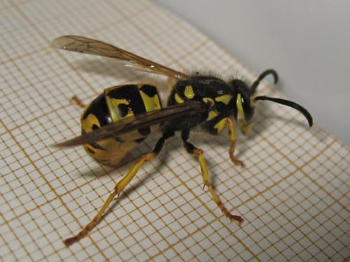 Vespula germanica