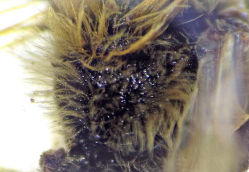 Andrena haemorrhoa