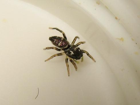 Heliophanus cupreus