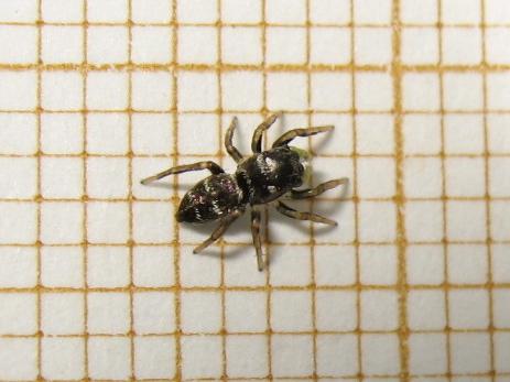 Heliophanus cupreus