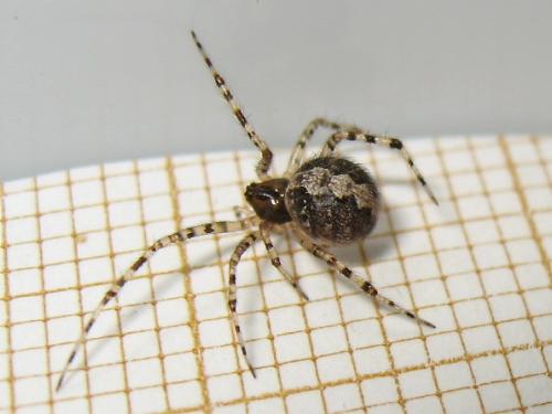 Theridion sp.