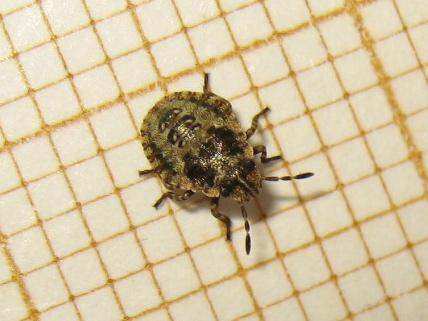 Pentatoma rufipes