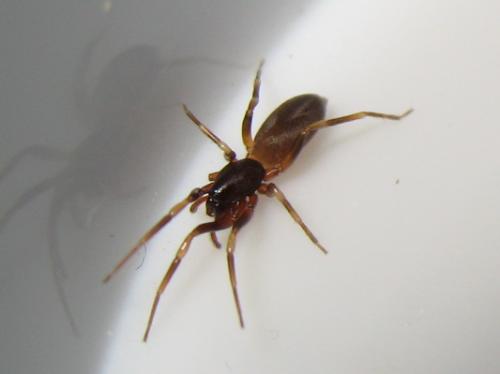 Harpactea hombergi