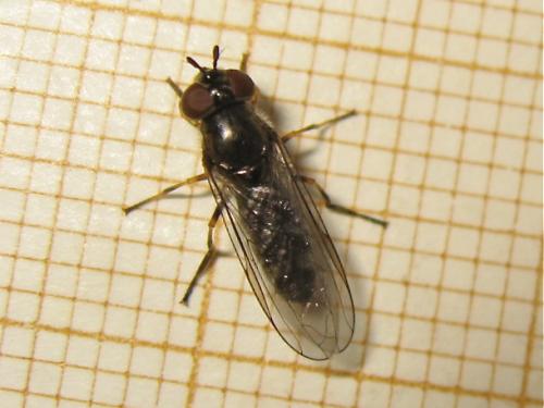 Réf. 159 287 : Platycheirus albimanus