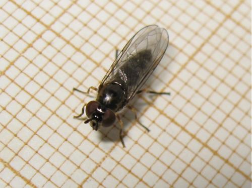 Réf. 159 286 : Platycheirus albimanus