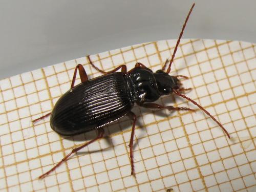 Nebria brevicollis
