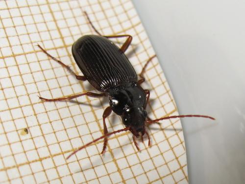 Réf. 159 294 : Nebria brevicollis