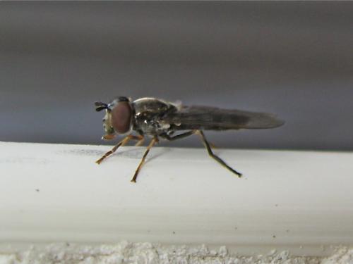 Réf. 159 288 : Platycheirus albimanus