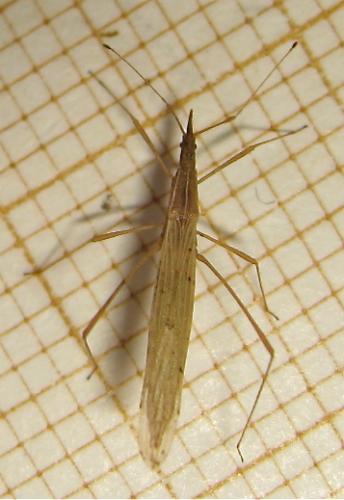 Berytinus hirticornis