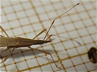 Berytinus hirticornis