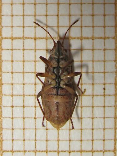 Réf. 159 322 : Orsillus depressus
